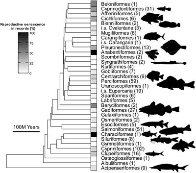 Evidence for reproductive senescence across ray-finned fishes: A review